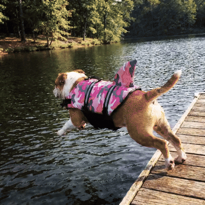 The Finn™ — Shark Fin Dog Life Jacket